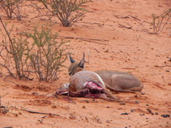 Caracal caracal caracal