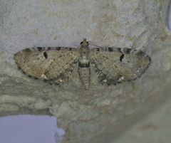 Eupithecia absinthiata