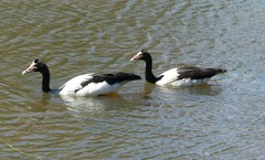 Anseranas semipalmata