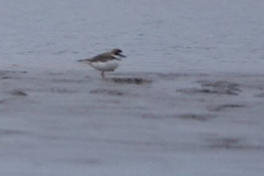 Charadrius collaris