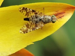 Austrotephritis poenia