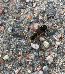 Staphylinus dimidiaticornis