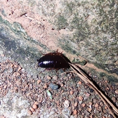 Blaberoidea