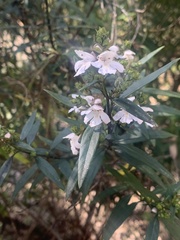 Prostanthera