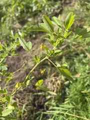 Melilotus officinalis