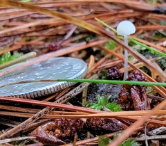 Hemimycena lactea