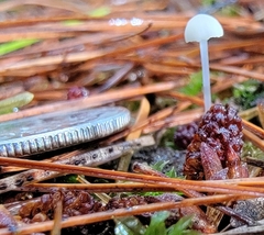Hemimycena lactea