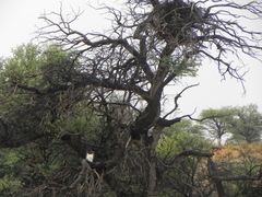 Polemaetus bellicosus