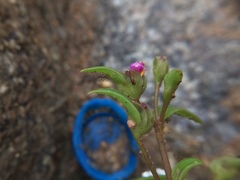 Cyanotis fasciculata