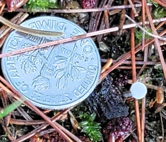 Hemimycena lactea