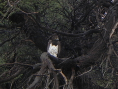 Polemaetus bellicosus