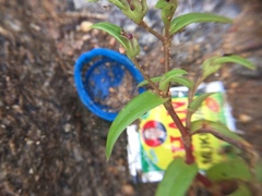 Cyanotis fasciculata