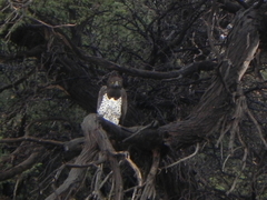 Polemaetus bellicosus