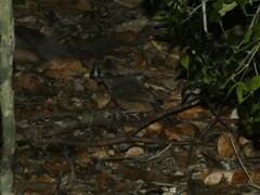 Colluricincla rufogaster