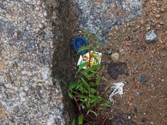 Cyanotis fasciculata