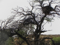 Polemaetus bellicosus