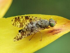 Austrotephritis poenia