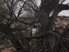 Polemaetus bellicosus