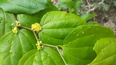 Sarcomphalus platyphyllus