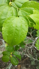 Sarcomphalus platyphyllus