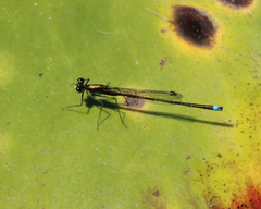 Austrocnemis splendida