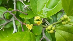 Sarcomphalus platyphyllus