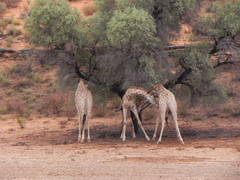 Giraffa camelopardalis giraffa