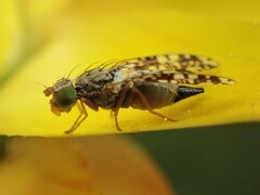 Austrotephritis poenia
