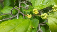 Sarcomphalus platyphyllus