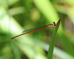Argiocnemis rubescens