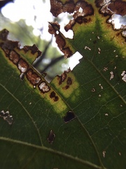 Xanthomonas