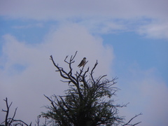 Falco biarmicus biarmicus