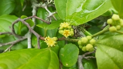 Sarcomphalus platyphyllus