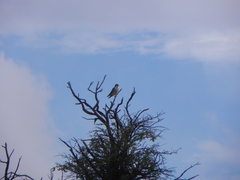 Falco biarmicus biarmicus