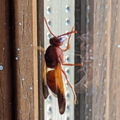 Rhynchium oculatum