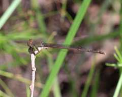 Ceriagrion aeruginosum