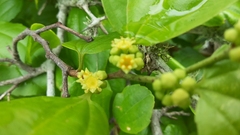 Sarcomphalus platyphyllus