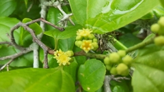 Sarcomphalus platyphyllus