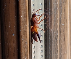 Rhynchium oculatum