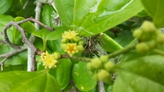 Sarcomphalus platyphyllus