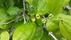 Sarcomphalus platyphyllus