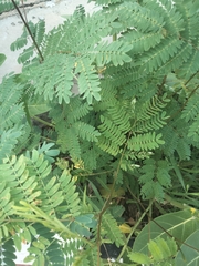 Mimoseae