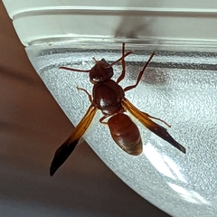 Rhynchium oculatum