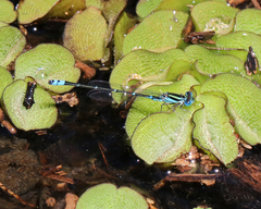 Austroagrion watsoni