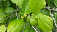 Sarcomphalus platyphyllus