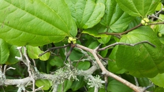 Sarcomphalus platyphyllus