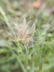 Tragopogon pratensis