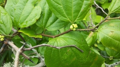 Sarcomphalus platyphyllus