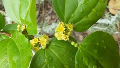 Sarcomphalus platyphyllus