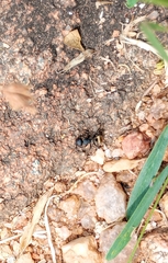 Camponotus sericeus